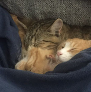 Meet your Posher, Anna